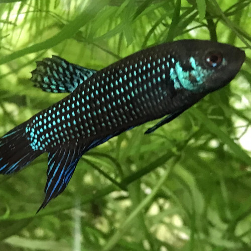 Betta mahachaiensis "Ban Khom" F2