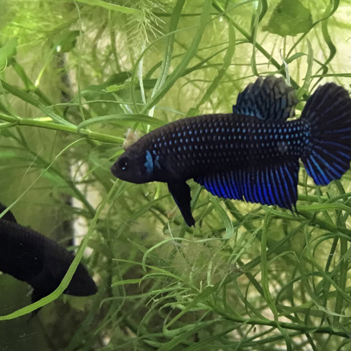 Betta mahachaiensis "Ban Khom" F2