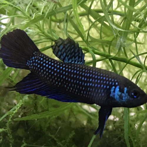 Betta mahachaiensis "Ban Khom" F2