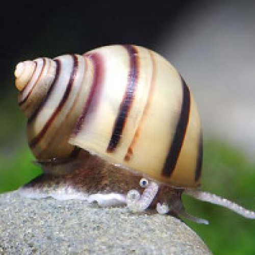 Asolene spixi escargots d’eau douce