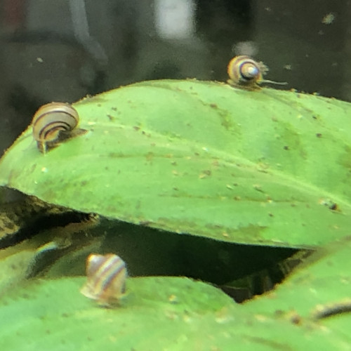 Asolene spixi escargots d’eau douce