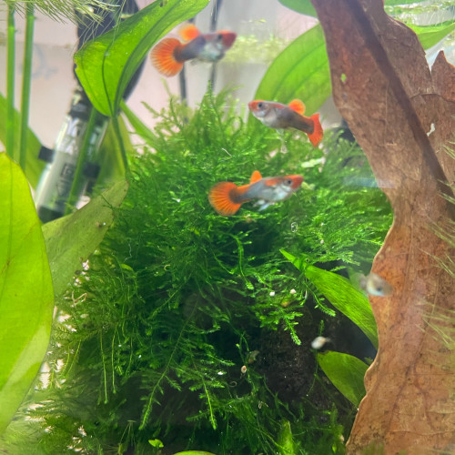 Alevin Guppy Koi Showa Tricolor