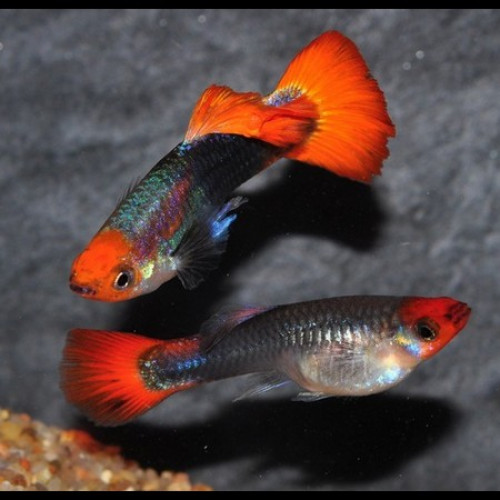 Alevin Guppy Koi Showa Tricolor