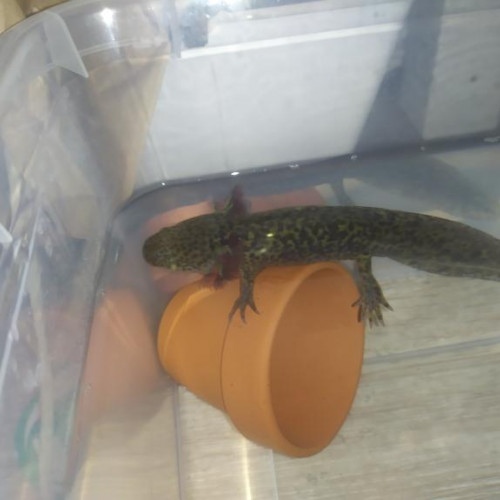 Axolotls sauvages à vendre