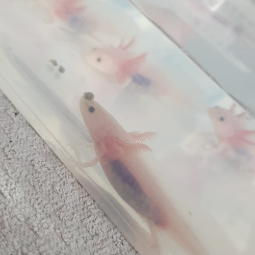 Vend Axolotls