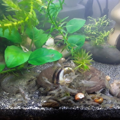 Vends caridina malawa /mini japonica