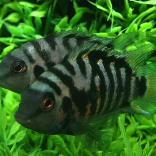 Amatitlania nigrofasciata - Cichlasoma nigro