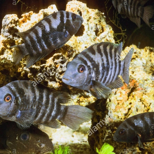 Amatitlania nigrofasciata - Cichlasoma nigro