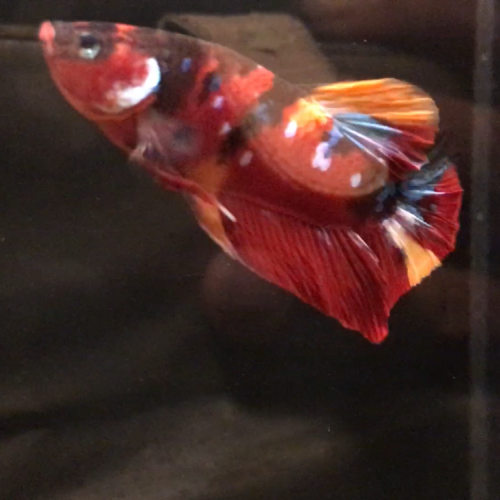 Bettas splendens plakat