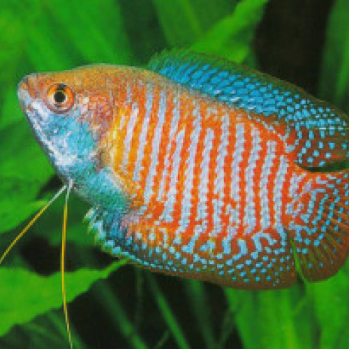 Vend gourami arc en ciel