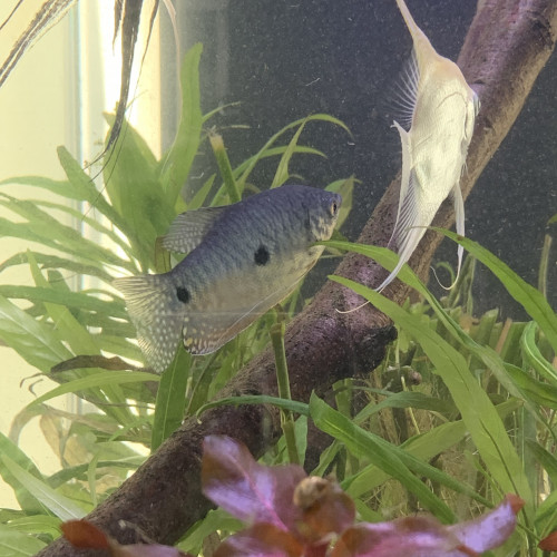 Gouramis Bleu marbré