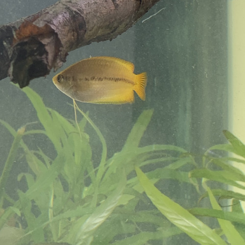 Gourami doré