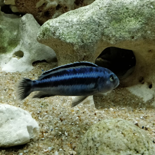 Donne contre excellents soins un trio de cynotylapia afra cobué et un melanochromis maingano