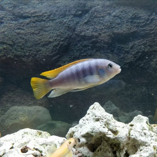 Donne contre excellents soins un trio de cynotylapia afra cobué et un melanochromis maingano