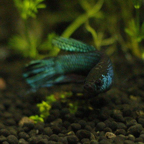 Betta Smaragdina mâles