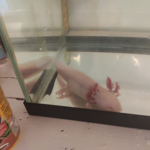 Vends couple axolotl adultes+aquarium 80l+pompe+éclairage et accessoires