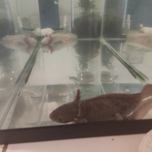 Vends couple axolotl adultes+aquarium 80l+pompe+éclairage et accessoires