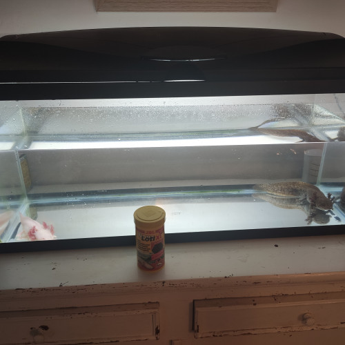 Vends couple axolotl adultes+aquarium 80l+pompe+éclairage et accessoires