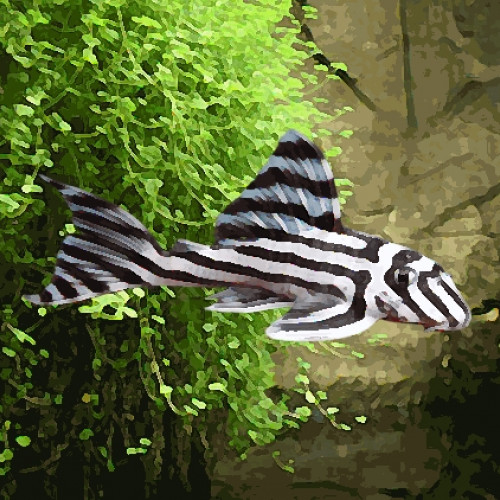 L046 hypancistrus zebra (environ 4 cm)