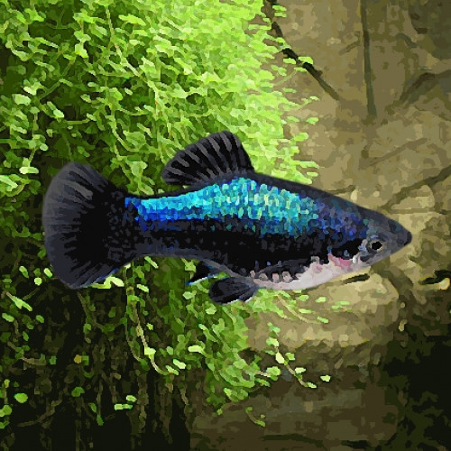 Platy tuxedo bleu (environ 3.5 cm) cm