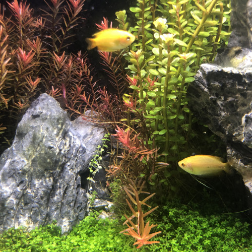 Gouramis miel