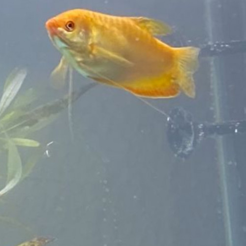 Gouramis miel (femelle de 6mois) vente ou échange