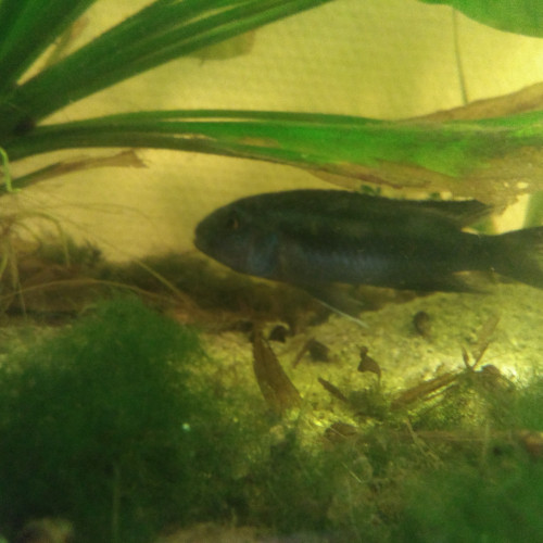 vente melanochromis cyaneorhabdos adulte
