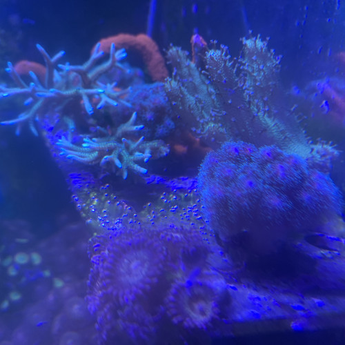 Frag Pocillopora vert-bleu