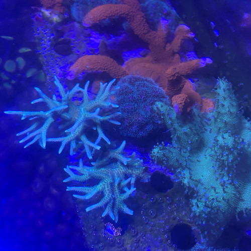 Frag Seriatopora Hystrix Vert