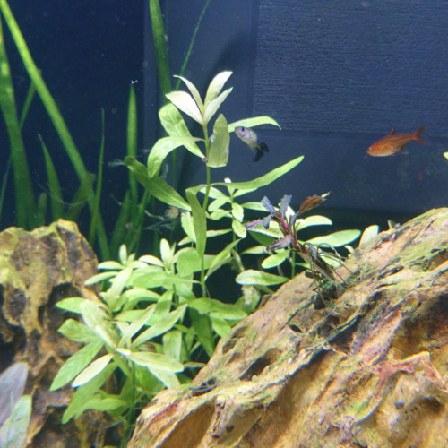 Hygrophila polysperma