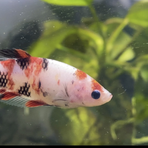 Combattant Femelle koi