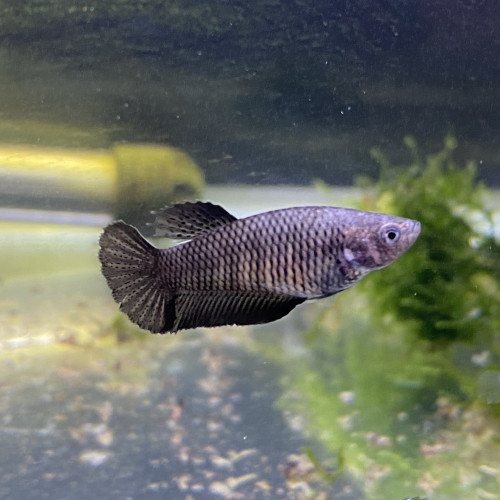 Acheter Combattant Femelle Black
