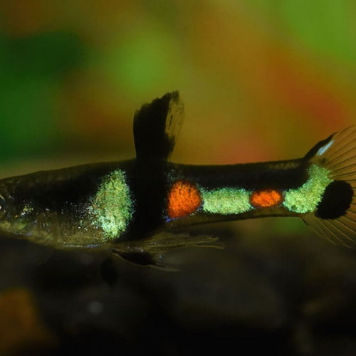 Lot de 10 alevins de guppy endler El Tigre et Santa Maria