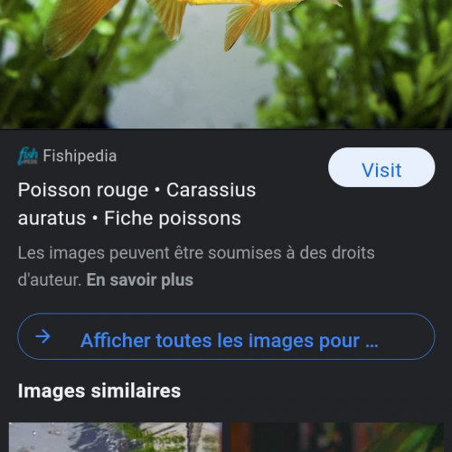 poissons rouges