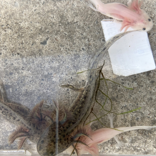 Urgent petits axolotls 6-7 cm leuciques et sauvages