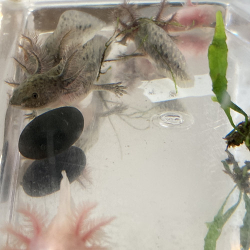 Urgent petits axolotls 6-7 cm leuciques et sauvages