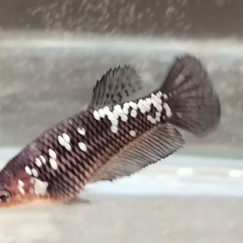 Betta combattant Femelle Black Mamba / Black Samuraï "selection"4 mois