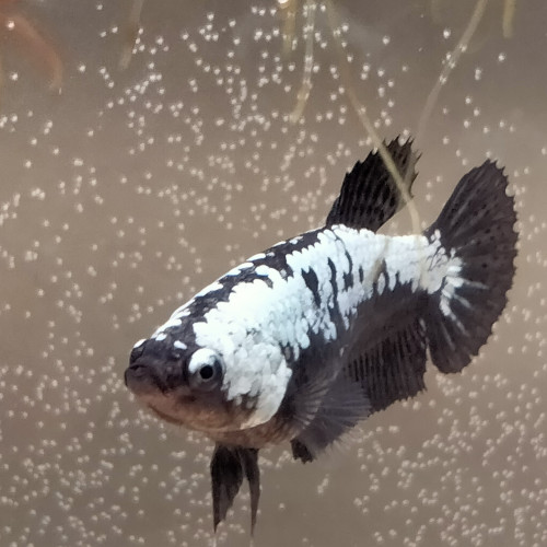 Betta combattant Femelle Black Mamba / Black Samuraï "selection"4 mois