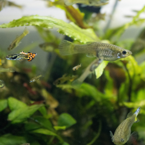 Guppy Endler