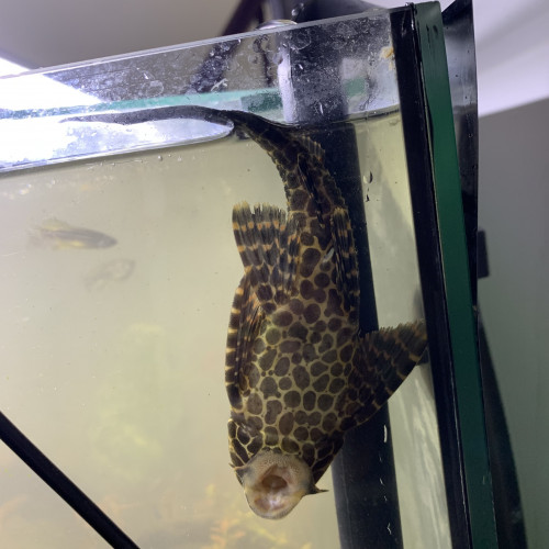 Pleco