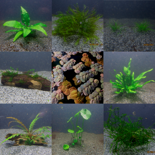 divers plantes aquarium  en pots, sur bois, mousses