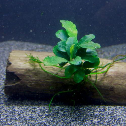 Bucephalandra theia green