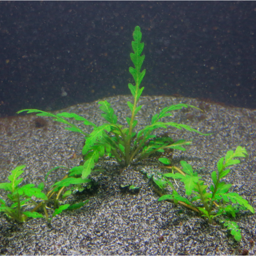 Hygrophila pinnatifida