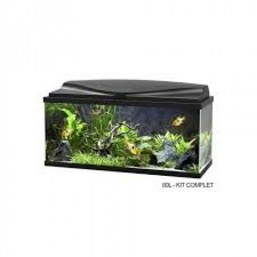 "Urgent"Aquarium 60l complet materiel escargots crevettes grenouilles naine deco racines