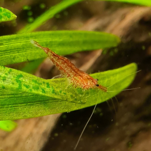 Crevettes Red Cherry