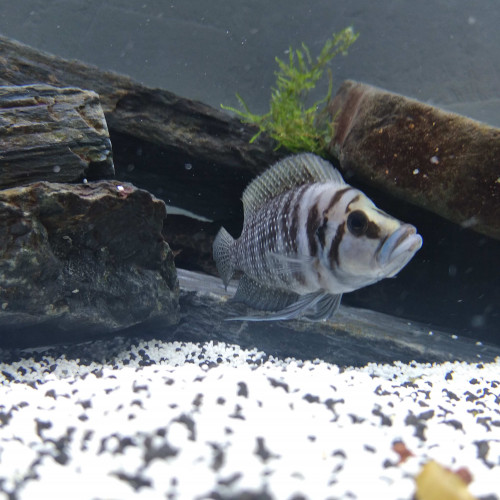 Altolamprologus calvus black perle