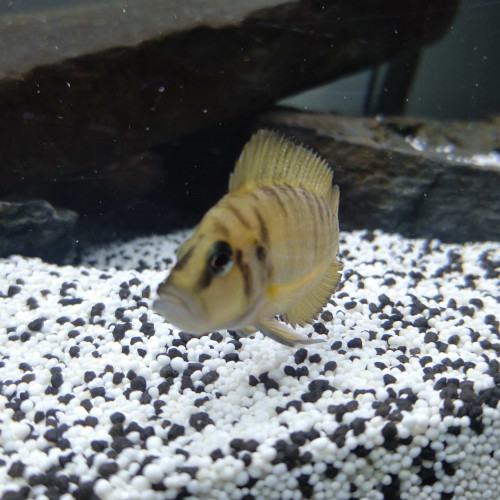 Altolamprologus jaune femelle