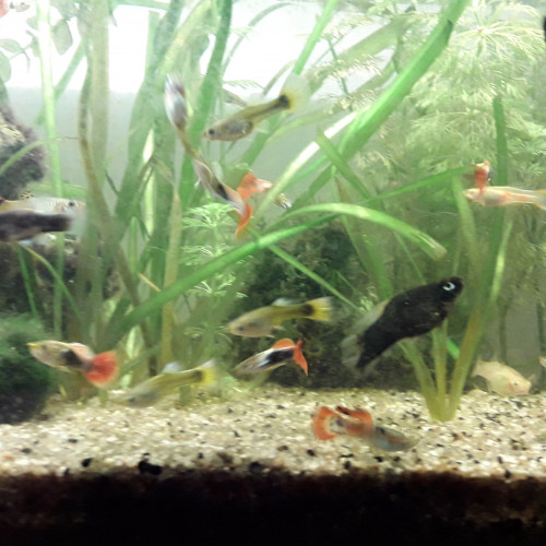 Plusieurs Guppy mâles et femelles