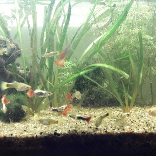 Plusieurs Guppy mâles et femelles