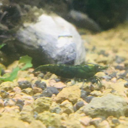 Neocaridina green jade